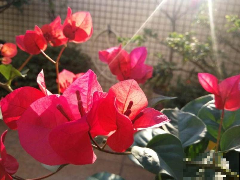 春天想让三角梅爆开花,要注意5点养护,阳台变花园 春天想让三角梅爆开花,要注意5点养护,阳台变花园