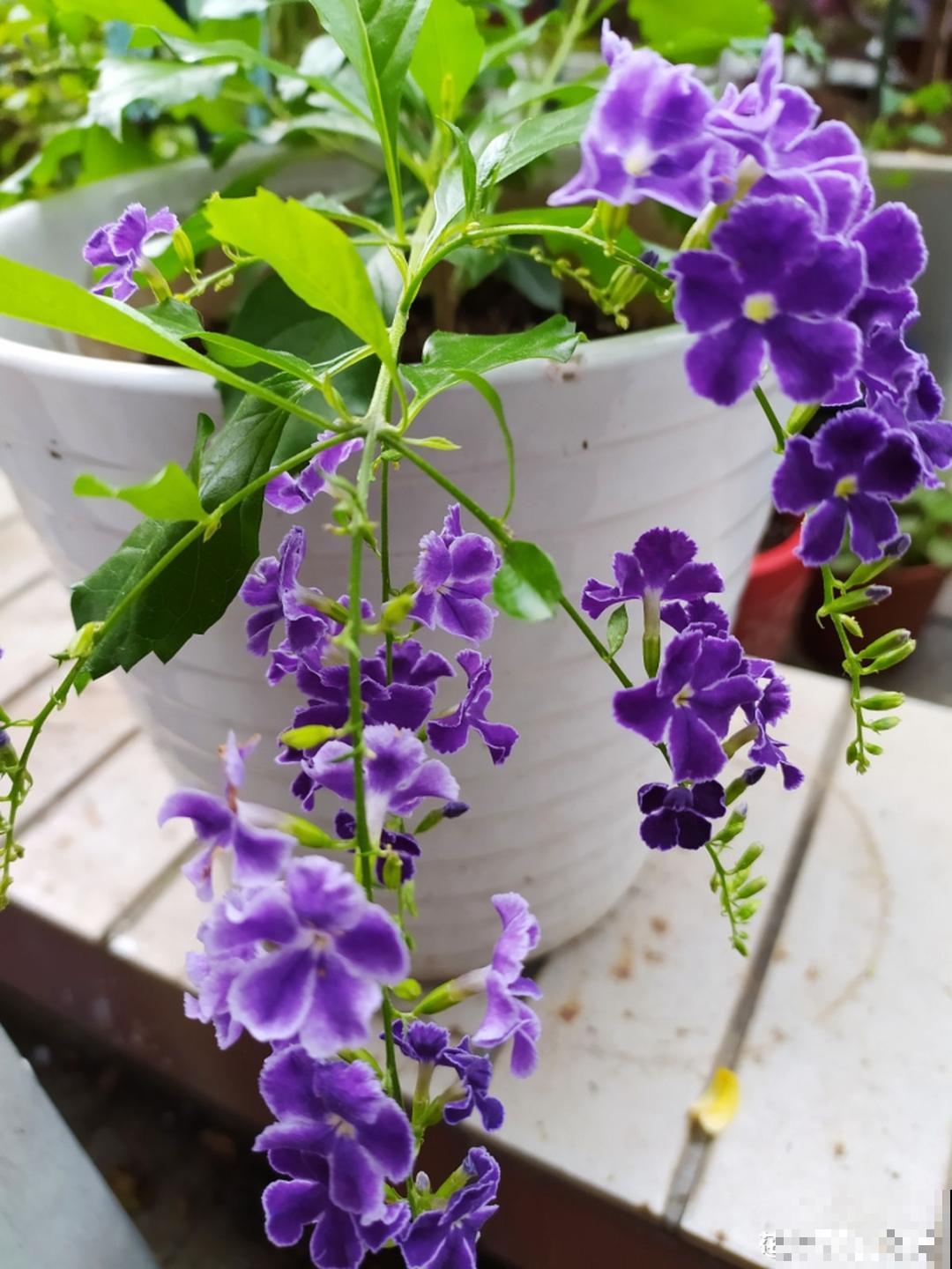 蕾丝金露花，耐热耐晒耐修剪，剪几下，变成“爆盆花”！