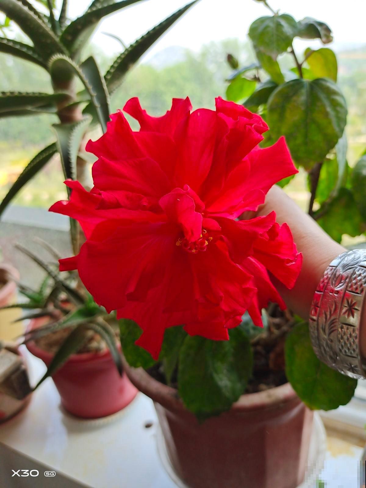 特难养的年宵花，看着是好看，买回家就是冤大头，很快就养死