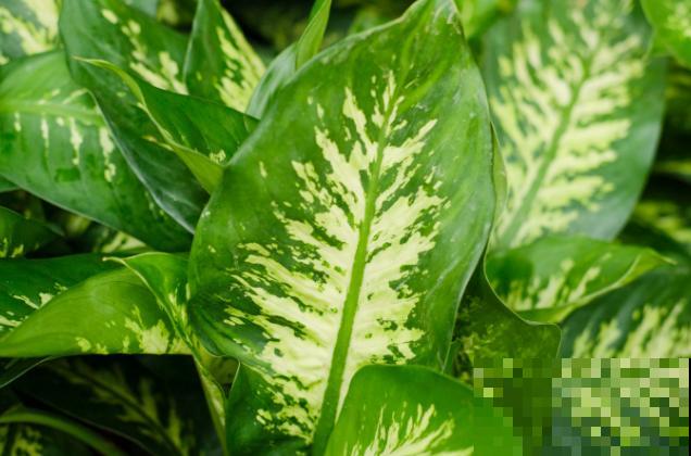 家里养盆万年青，注意这5点，养殖没烦恼