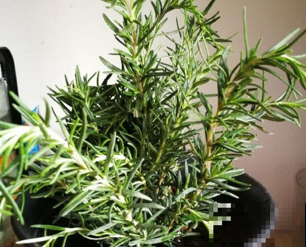 家里养殖花卉，这5种最受蜜蜂喜欢，养殖要注意