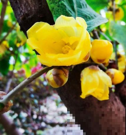 腊梅不是梅花,你知道吗?凌霜而开更优雅 腊梅不是梅花,你知道吗?凌霜而开更优雅