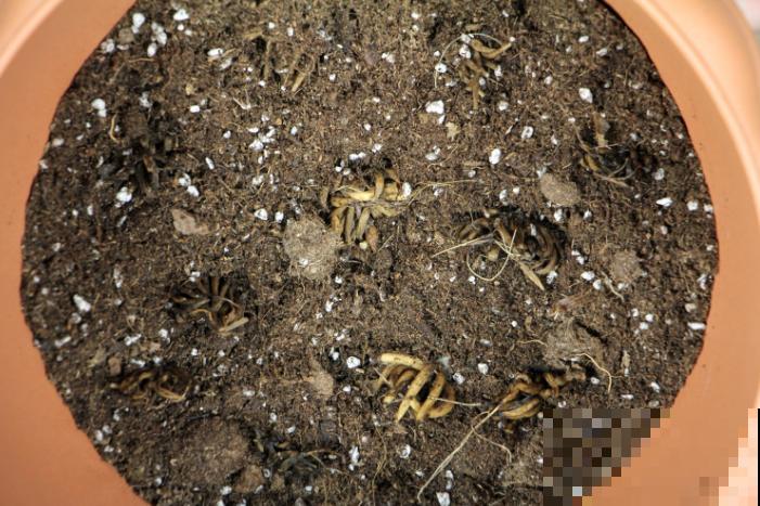 土里埋个“小爪子”,长出“迷你牡丹花”,颜值高气质足 土里埋个“小爪子”,长出“迷你牡丹花”,颜值高气质足