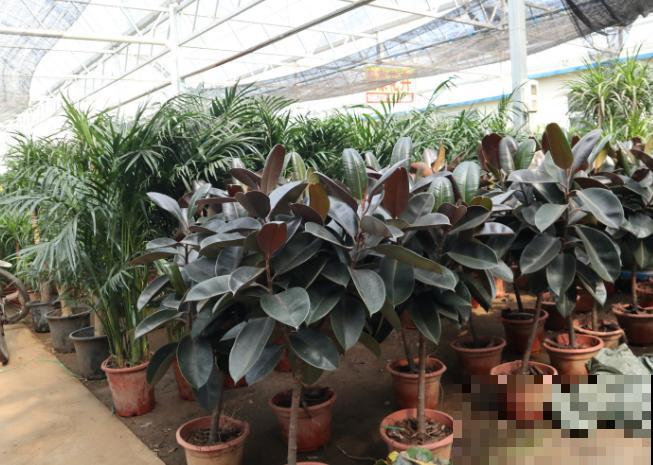 橡皮树春天掰个枝，插土里半个月生根，一盆变多盆