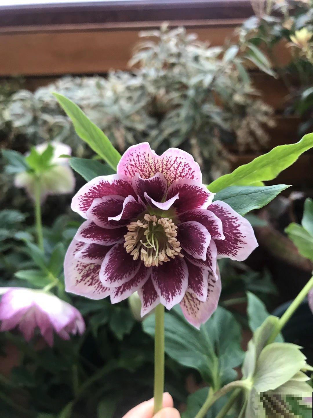 4种花听名字看不上，养开花真的绝美，妥妥的颜值担当