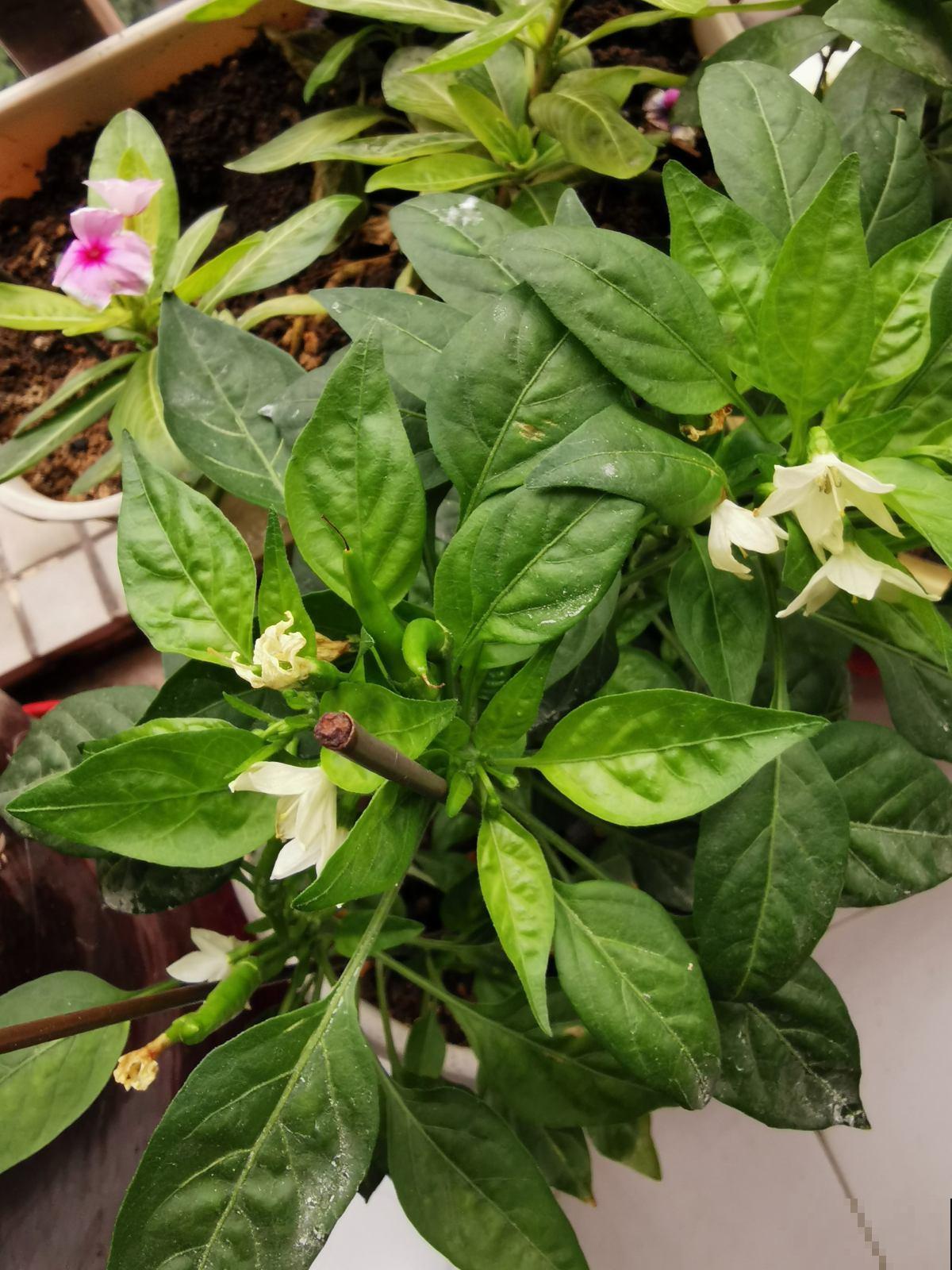 养花最怕3件事，但凡你中招了，说明不适合养花