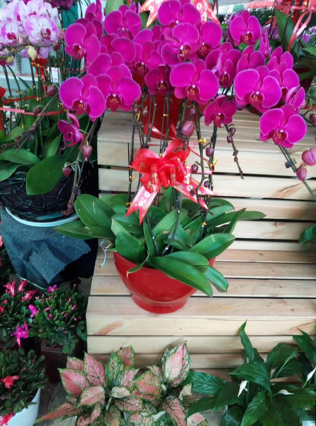 经常逛花市，4个省钱经验分享给大家，可要记好了