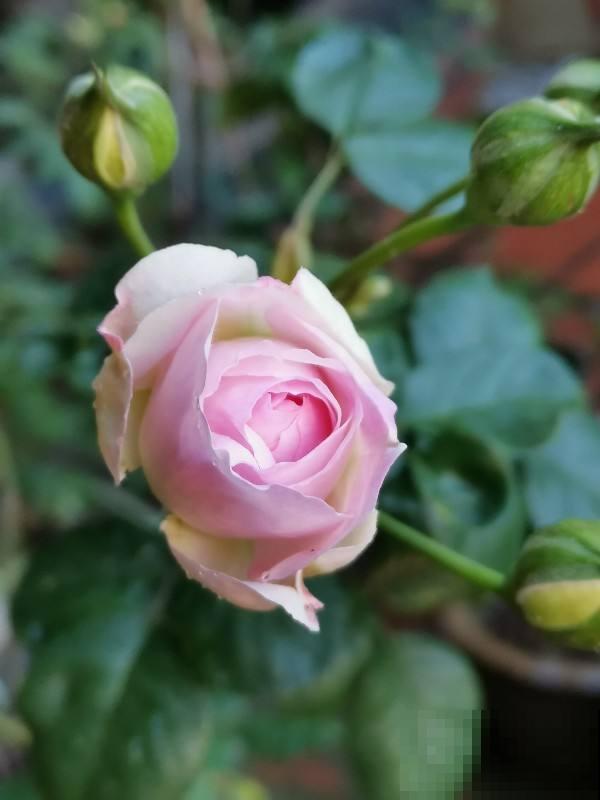 4种花现在狠心剪一刀，下个月花苞满头，治治它不开花的毛病