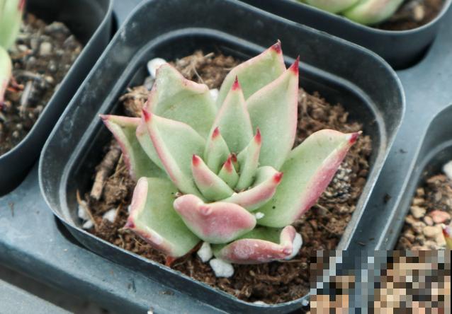 谁说多肉不好养，这4种莲花座的多肉，好看又好养