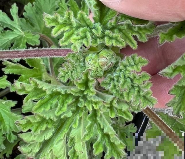 驱蚊草掉叶子，主要和这4点有关，养殖注意点不在出现问题