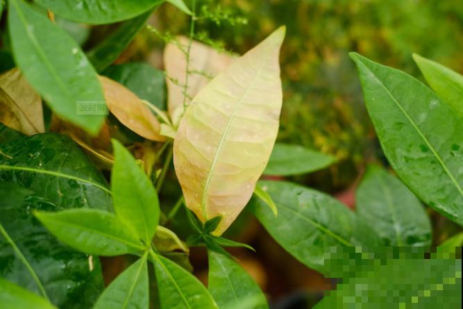 发财树一摁就变软，赶紧泡多菌灵，不然花全死了