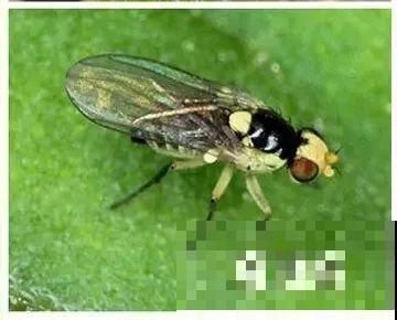 春天请个“护花神”,杀虫效果好,安全放心无污染 春天请个“护花神”,杀虫效果好,安全放心无污染