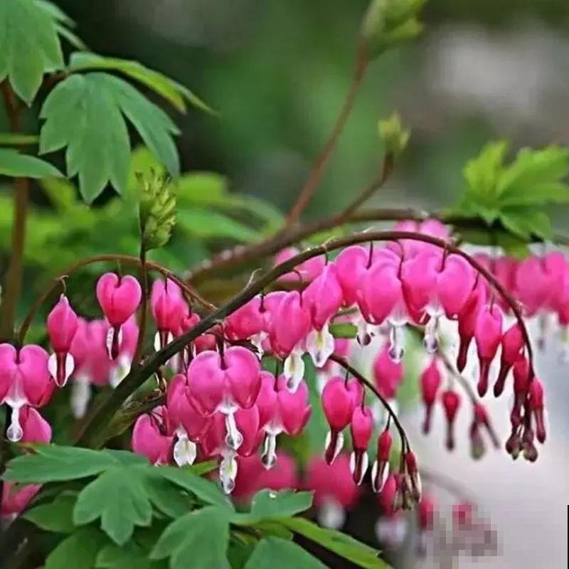 家里养盆荷包牡丹,荷包满满,富贵吉祥寓意好! 家里养盆荷包牡丹,荷包满满,富贵吉祥寓意好!