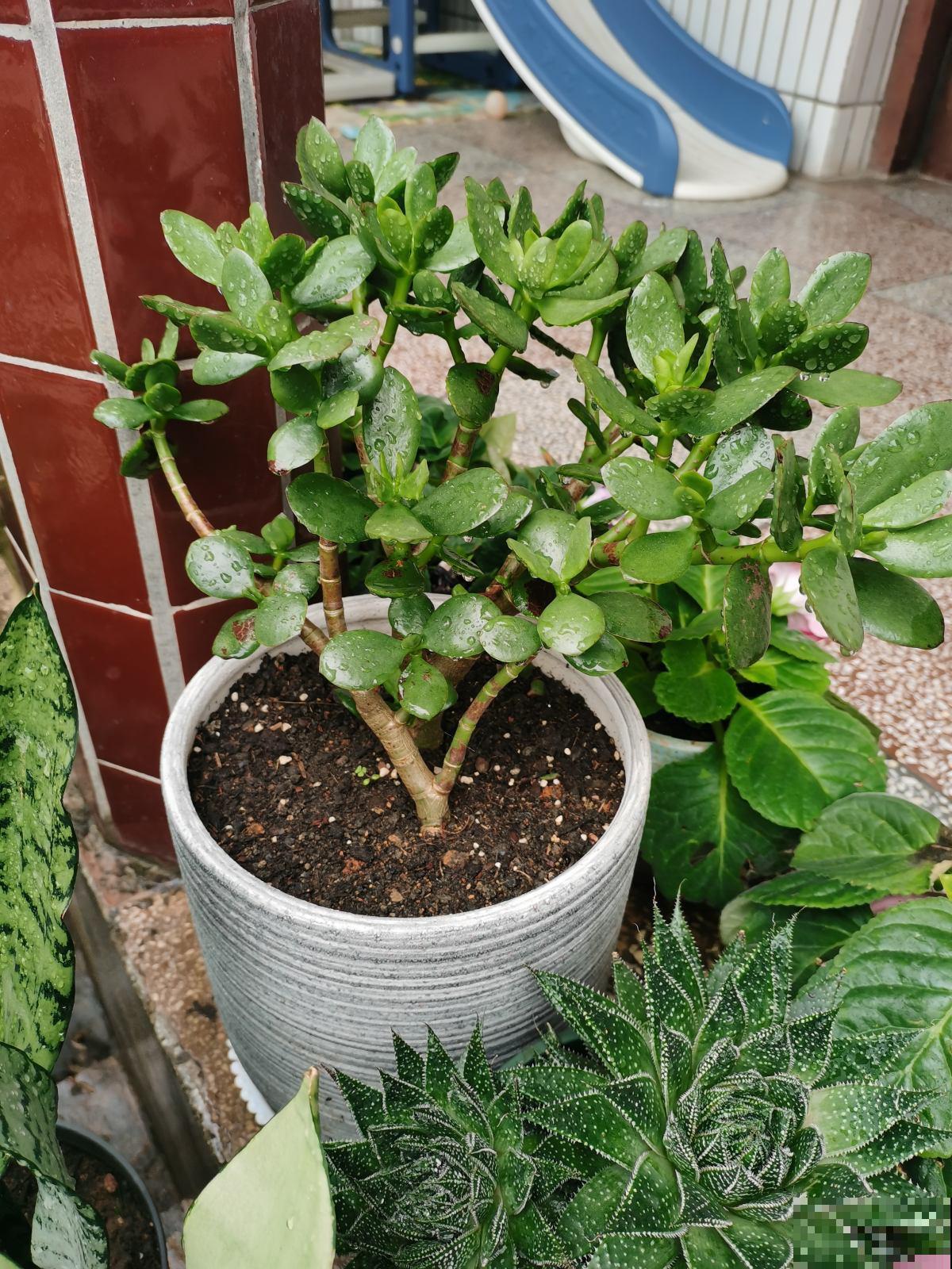 招财多肉现在养,俩月之后爆满盆,招财进宝寓意好 招财多肉现在养,俩月之后爆满盆,招财进宝寓意好