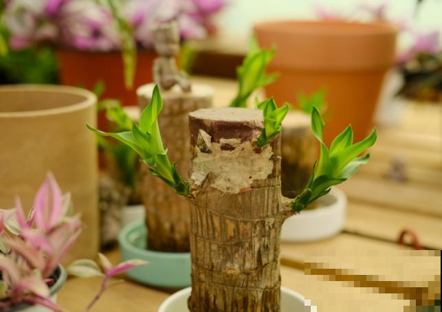 家里养殖巴西木，要想尽快发芽，这4步要知道