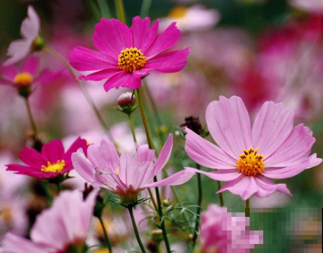 格桑花和秋英花分不清楚，记住这3点，轻松区别