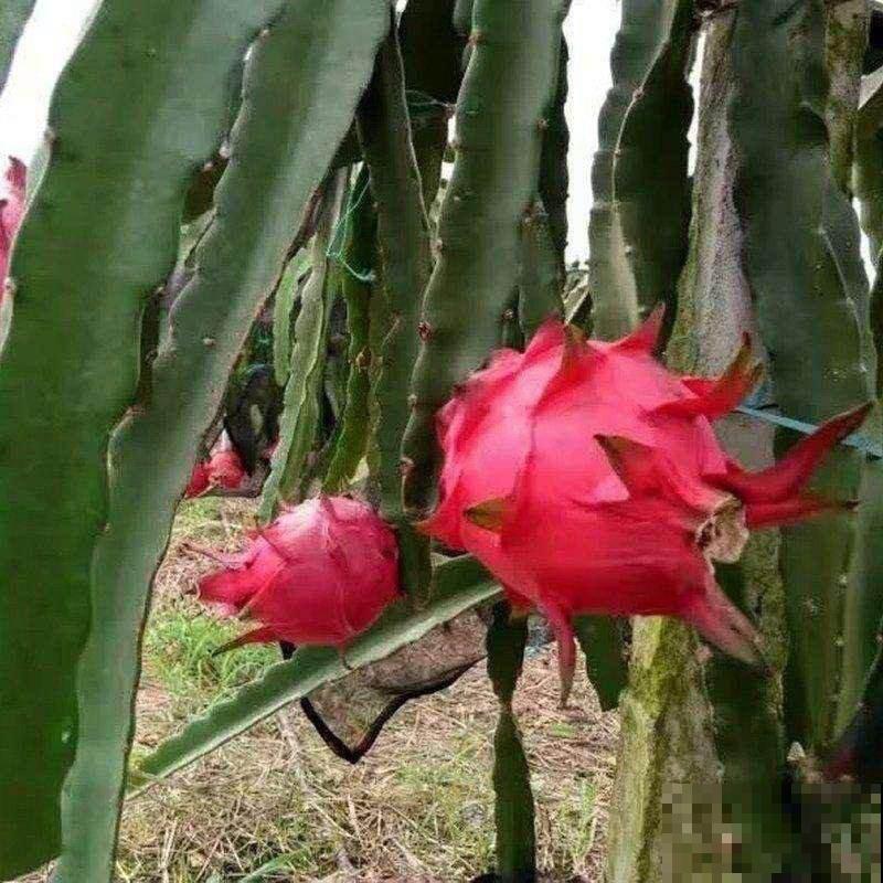 网上常见的3种花，购买需谨慎，看着销量高，其实都是坑