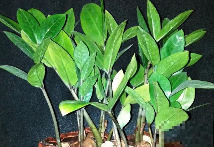 金钱树养家里,旺家旺业有好兆头,记住4点长得更旺 金钱树养家里,旺家旺业有好兆头,记住4点长得更旺