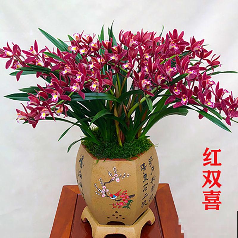建兰在室内养殖，注意这4点，才能养好