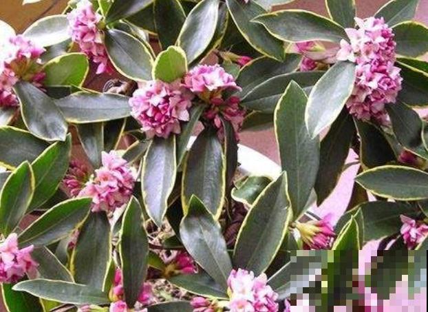 1种花名叫“橙黄瑞香”，香气扑鼻特好闻，还有富贵满堂好兆头