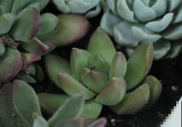 多肉掐个枝条，插水里变多盆，买花再也不花冤枉钱