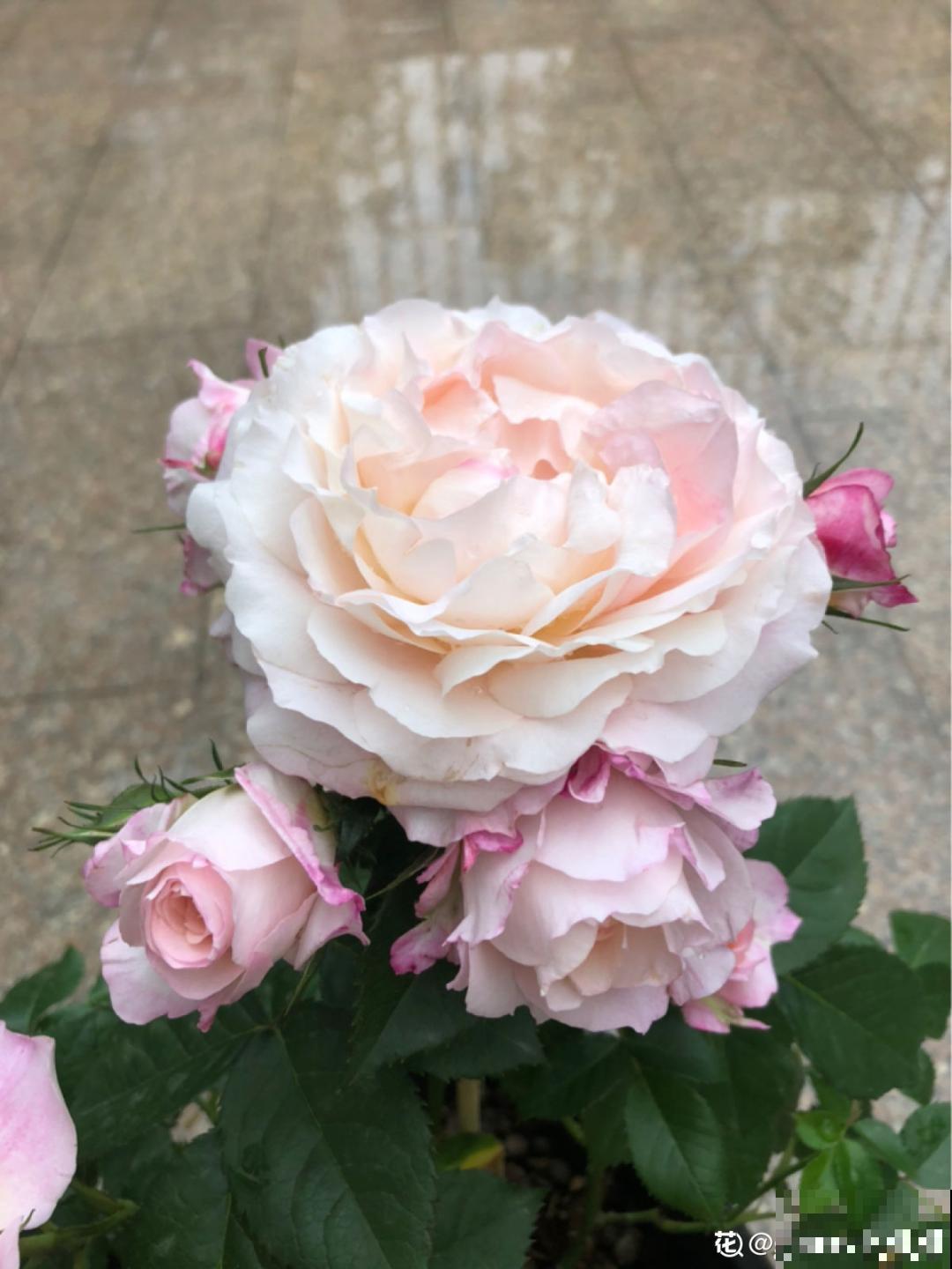 小阳台的开花机器,花期能达大半年,月月爆开不歇气,真香! 小阳台的开花机器,花期能达大半年,月月爆开不歇气,真香!