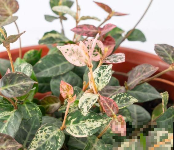 家里养盆花叶络石，注意这3点，室内养护没问题