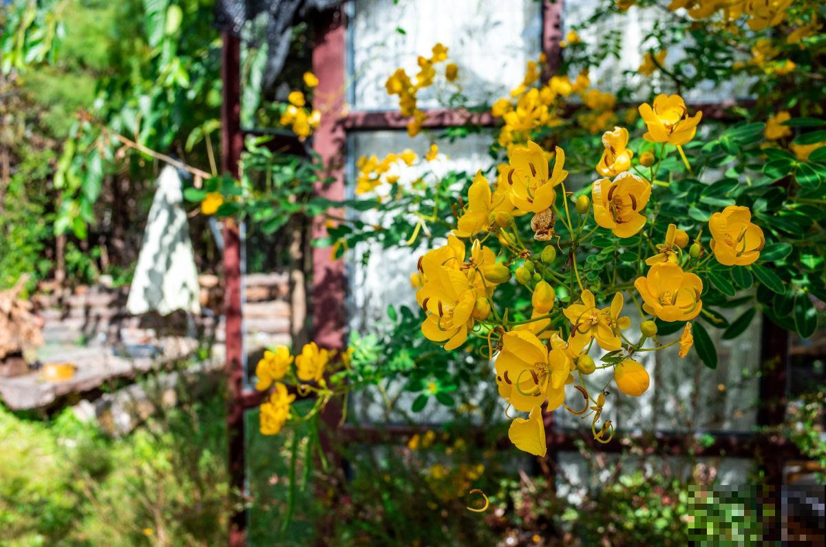 本来有个一楼院子，后来因养花换成天台，真是后悔