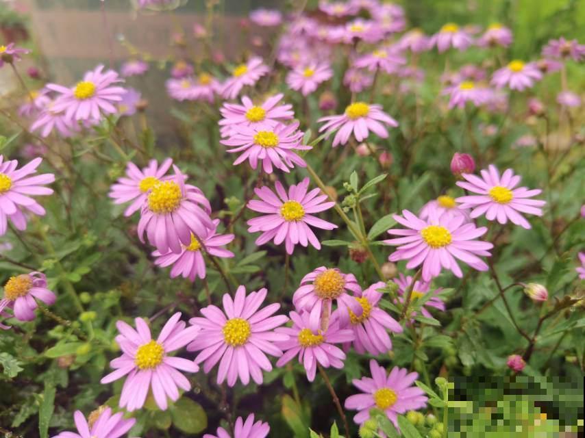 成活率特高的10种花，养了就爆盆，花开停不下来