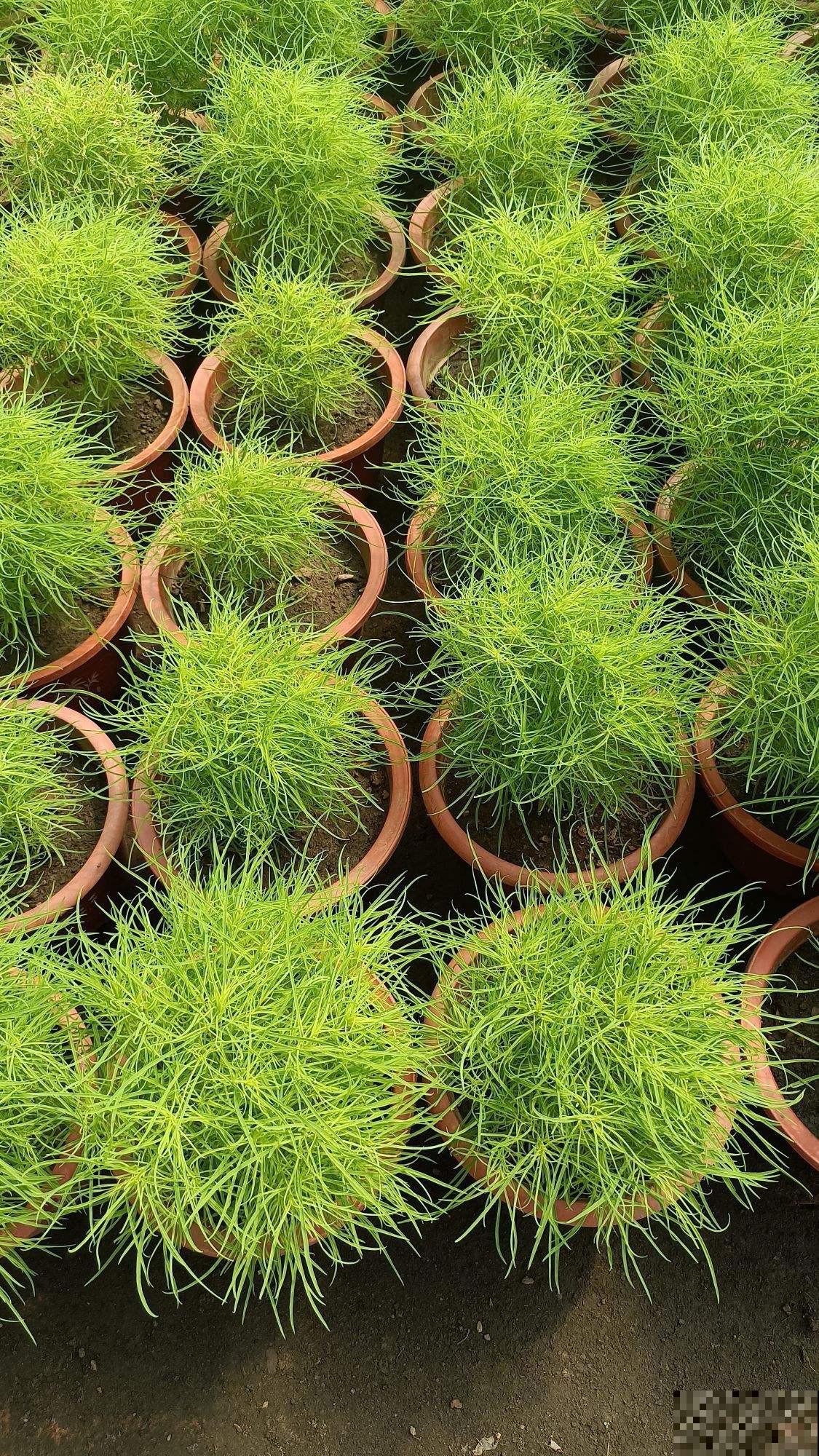 春天养花养腻了,不如在家种草,皮实好养还能吃,性价比超高 春天养花养腻了,不如在家种草,皮实好养还能吃,性价比超高