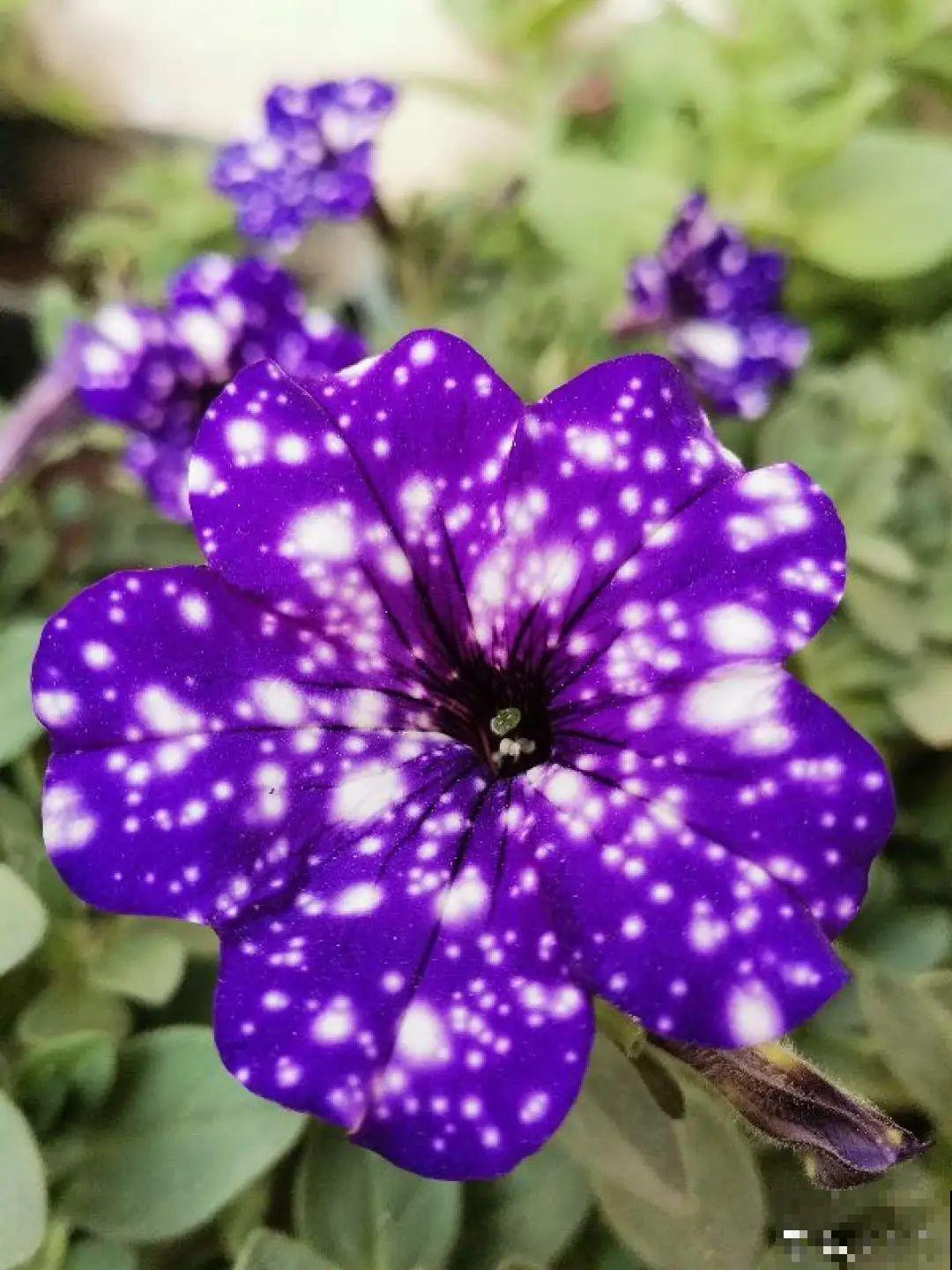 养盆矮牵牛,狠心剪几刀,轻松爆开满盆花,小阳台最爱! 养盆矮牵牛,狠心剪几刀,轻松爆开满盆花,小阳台最爱!