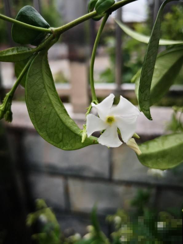 春天呼呼开花的风车茉莉,一个月后就爆花,花量超大超浪漫 春天呼呼开花的风车茉莉,一个月后就爆花,花量超大超浪漫