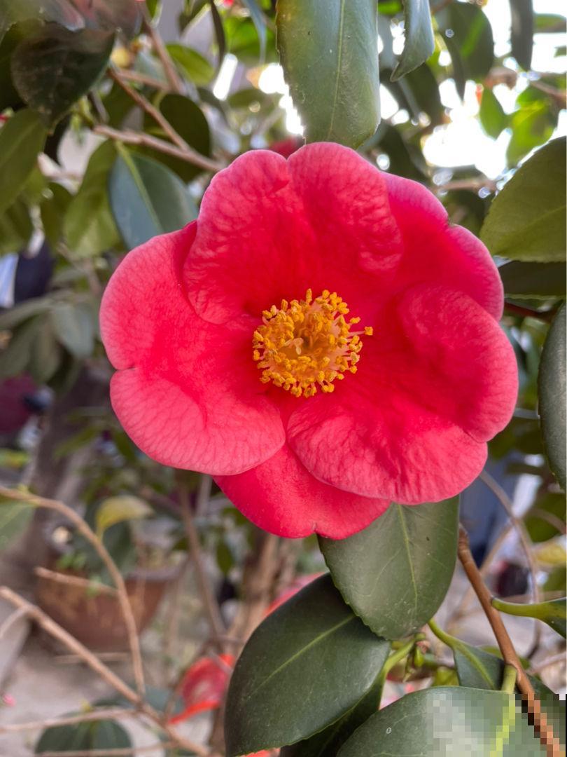 春天养茶花的“三大雷区”,学会避开很重要,能开花大半年 春天养茶花的“三大雷区”,学会避开很重要,能开花大半年