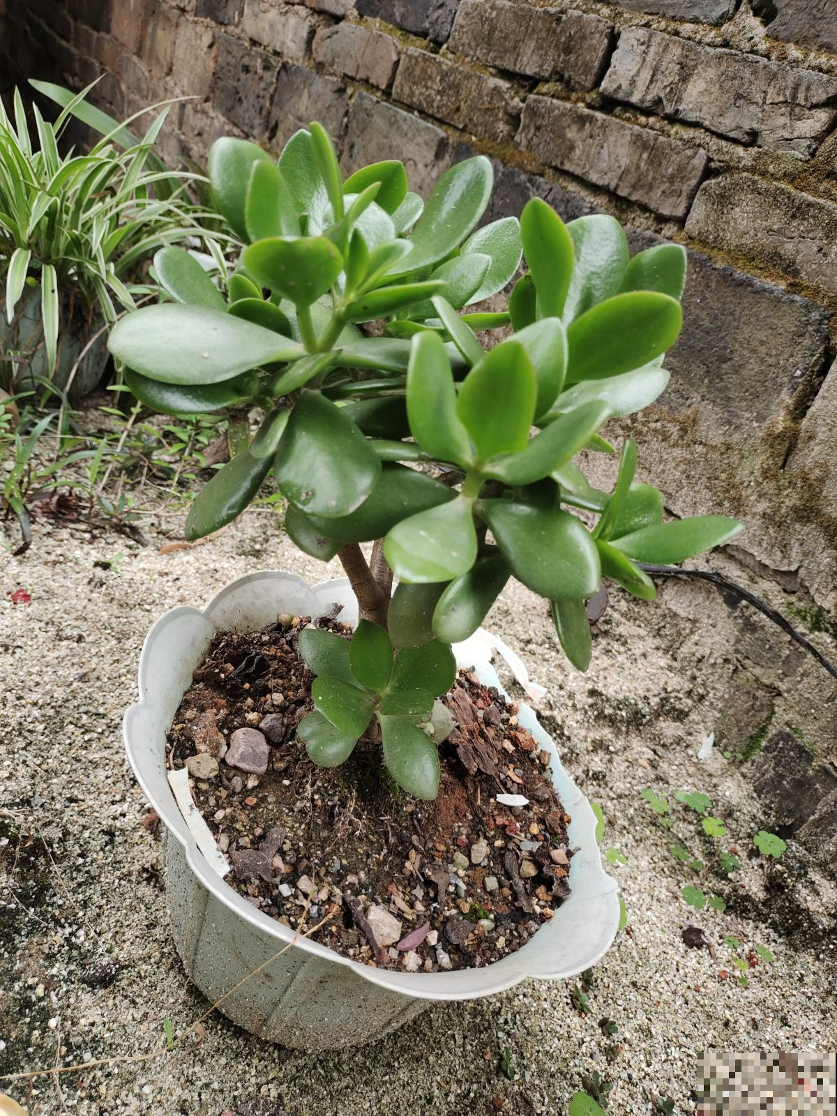 花盆里出现“白色棉絮”，发现第一时间处理，植物求救信号别忽视