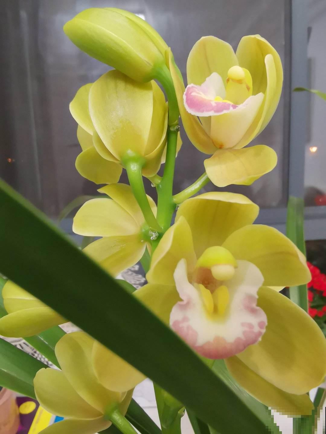 过年最畅销的年宵花,这三种花必入,现在买正合适 过年最畅销的年宵花,这三种花必入,现在买正合适