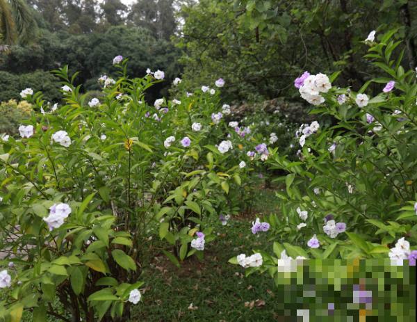 双色茉莉花在室内养殖，记住这4点，花苞蹭蹭冒