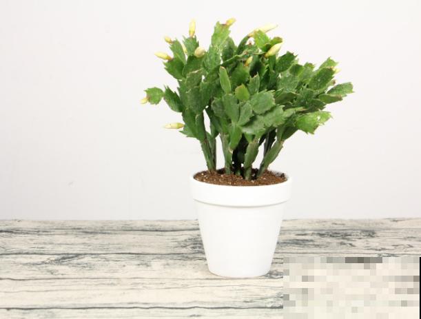 喜欢过“夜生活”的花,白天睡觉晚上开花,你养过几种 喜欢过“夜生活”的花,白天睡觉晚上开花,你养过几种