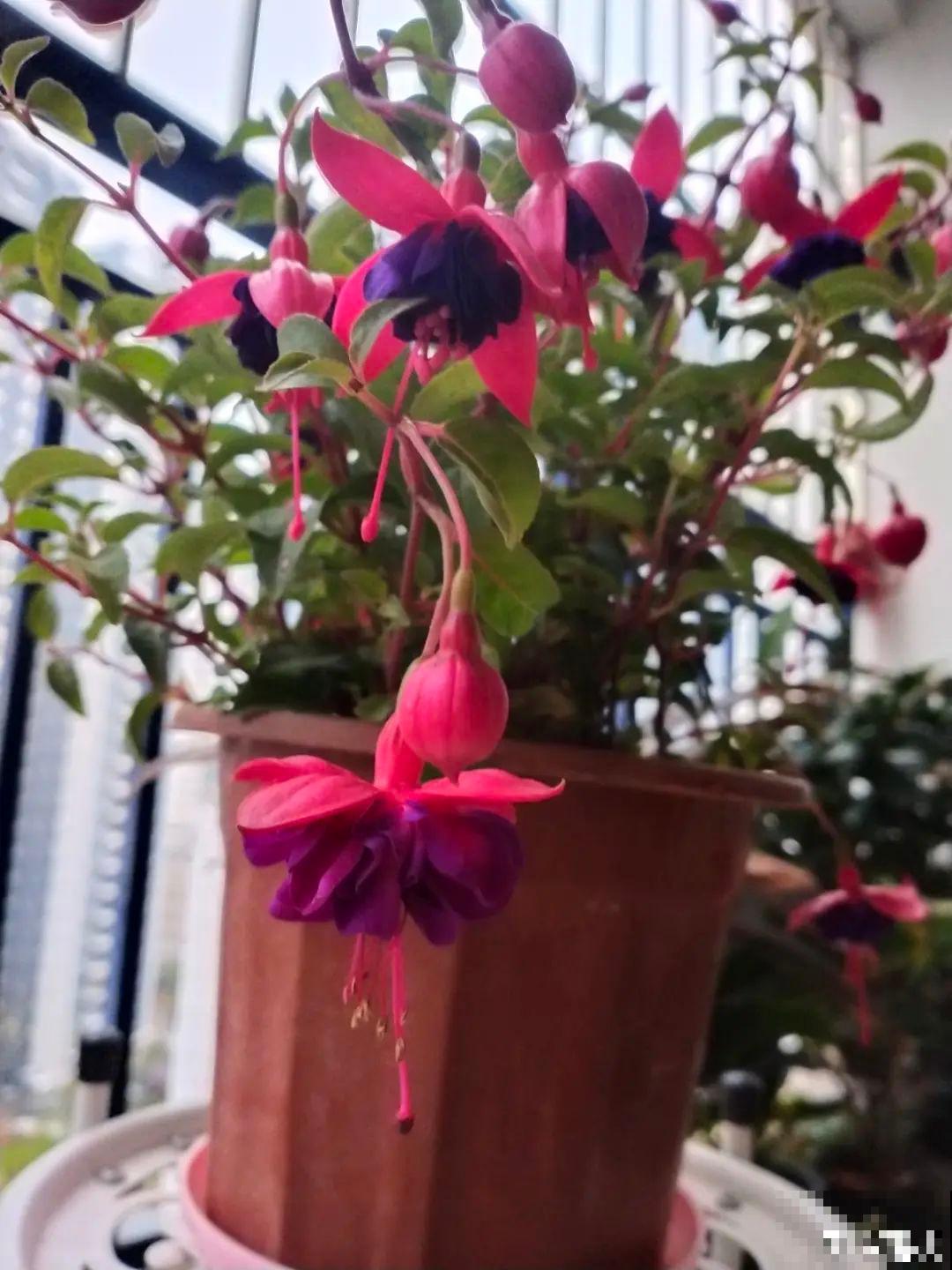 1种花春天开挂了，满盆都是小灯笼，吊起来养美翻天