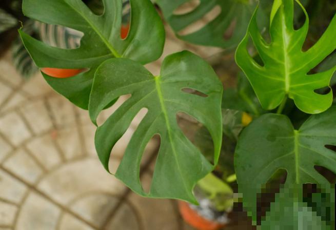 这5种网红植物,好看好养,家里养一盆气质佳 这5种网红植物,好看好养,家里养一盆气质佳