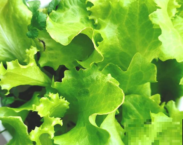 生菜种子不泡水，也能发芽，学会这4点轻松养护