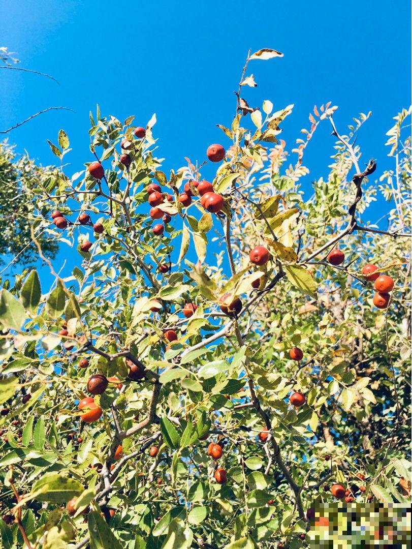 小时候常见的10种野果,9成人叫不全名字,你能叫上几个? 小时候常见的10种野果,9成人叫不全名字,你能叫上几个?