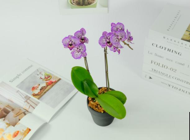 蝴蝶兰的叶子软了，主要和这3点有关，及时处理还有救