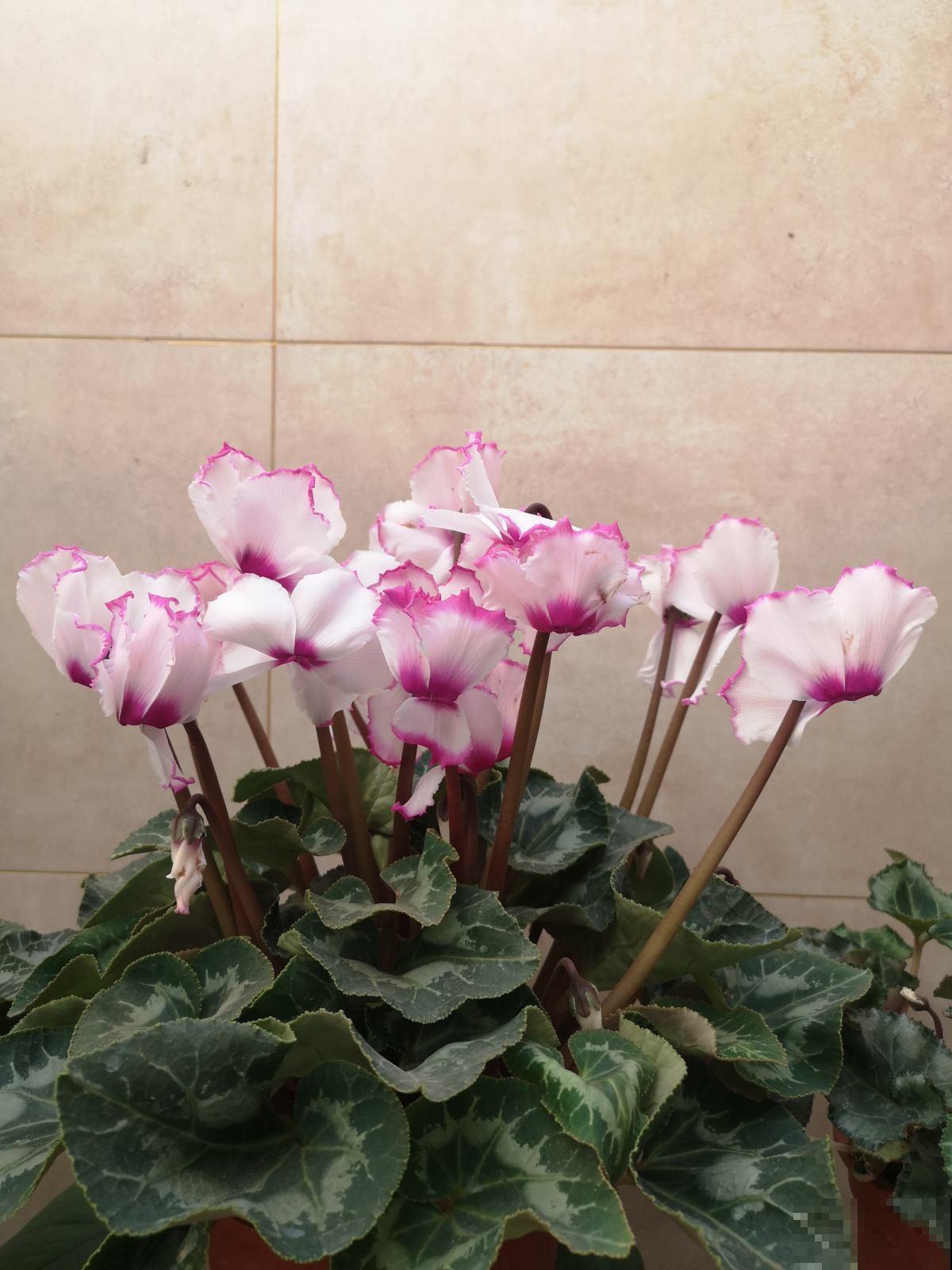 马上过年,这10种年宵花闭眼入,不会踩雷 马上过年,这10种年宵花闭眼入,不会踩雷