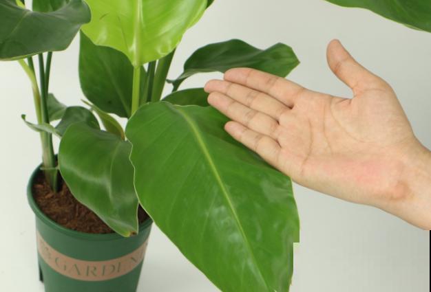 天堂鸟倒伏不要急，知道这4点，轻松解决