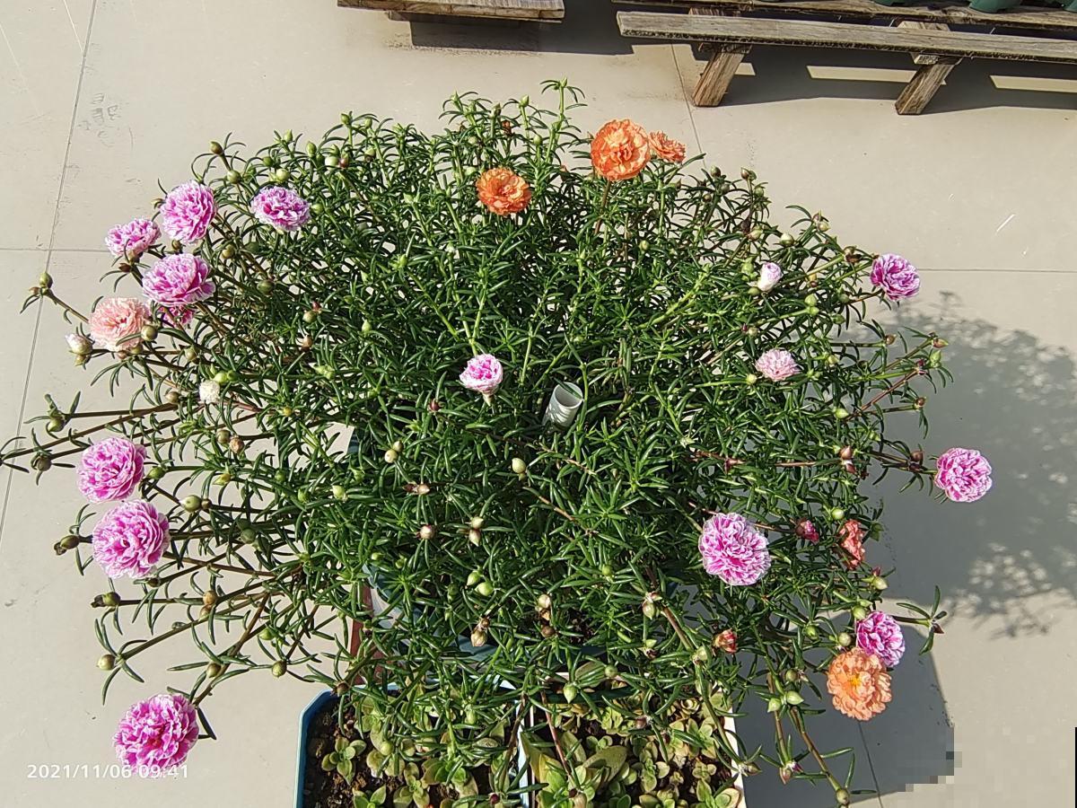 在家养2种花真赚钱,一年能生3麻袋小崽,拿去卖钱还能赚一笔 在家养2种花真赚钱,一年能生3麻袋小崽,拿去卖钱还能赚一笔