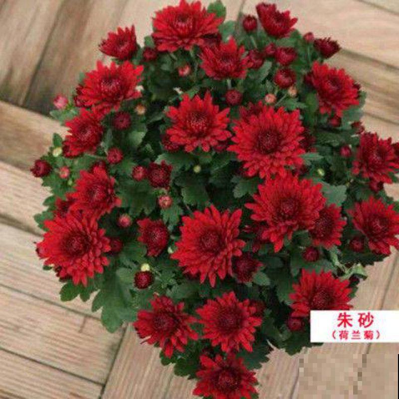 一把肥料撒土里，满盆开出菊花，花多得不见叶，太爆盆