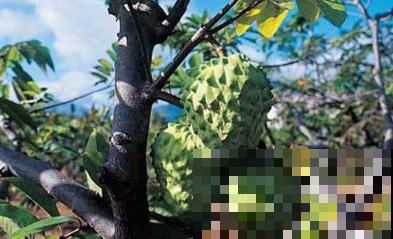 热带水果释迦，养殖注意这4点，轻松打理