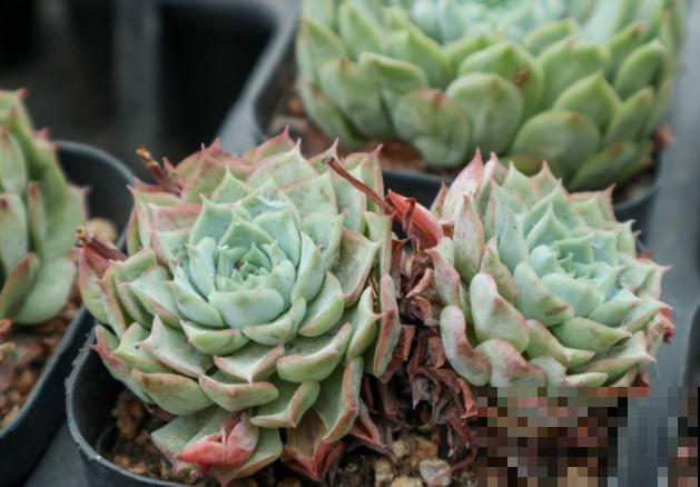 多肉变“瘦”，叶子萎缩掉一地，5个要点要注意
