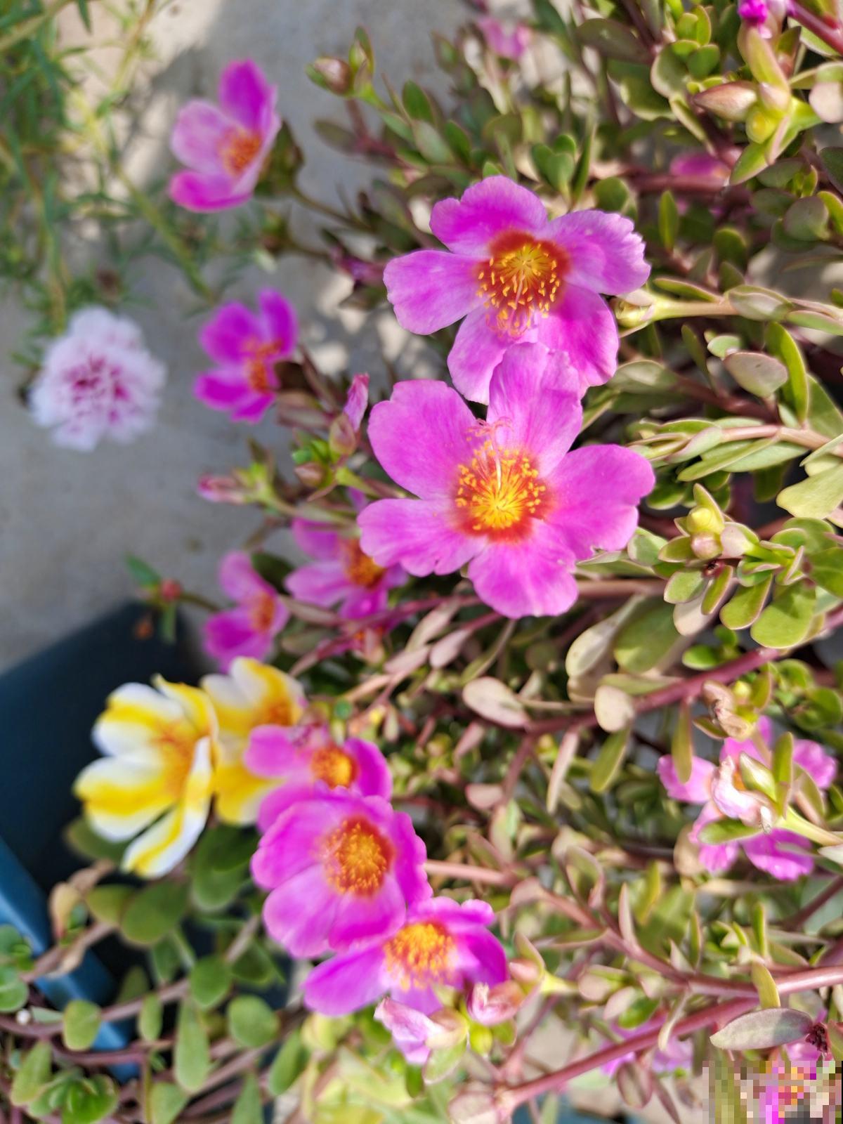 “贱养”才能开爆盆的植物,养的越精细,反而长得差 “贱养”才能开爆盆的植物,养的越精细,反而长得差