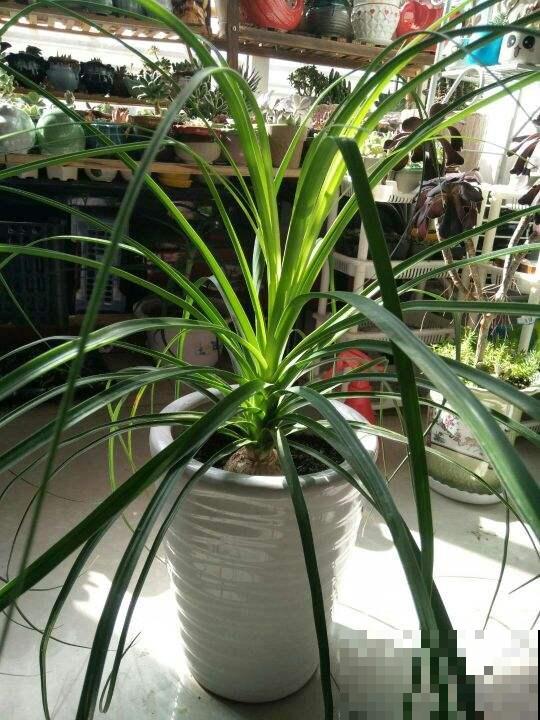 3种超级耐旱的花,好看又好养,懒人必备花卉 3种超级耐旱的花,好看又好养,懒人必备花卉